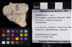 Foto (Objket + Etiketten) von Cracensigillatus acutirostrus (Moericke, 1889) 